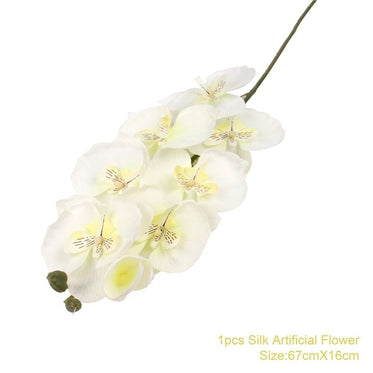 white-orchid